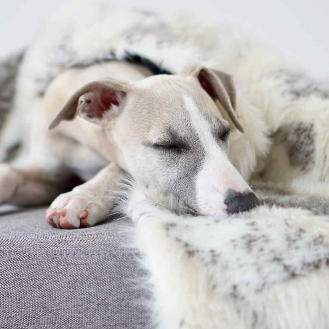 Labbvenn] エコファーブランケット (S) アイボリーグレージュ