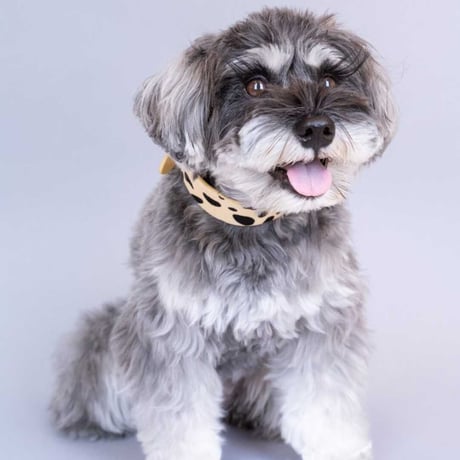 [Collar of Sweden] Leopard ワイド/スリム/ハーフチョーク