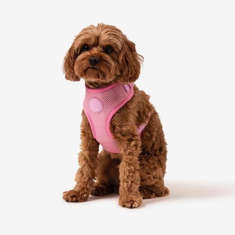 [MR WOOF]  メッシュハーネス 6色