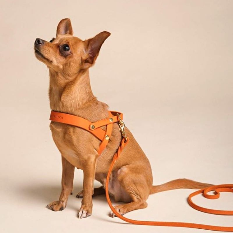 Molly&Stitch] レザーハーネス MANGO XXSからXL | モフモフ mof