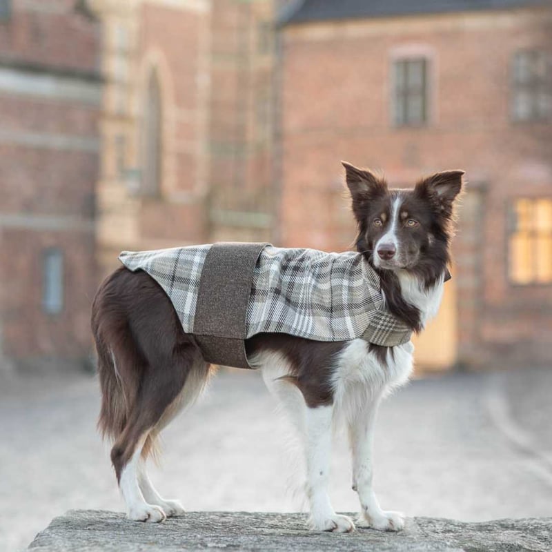 BOBO CHOSES 犬プリントダウンコート 24-36ヶ月 BOBO CHOSES 犬プリントダウンコート 24-36ヶ月 BOBO CHOSES