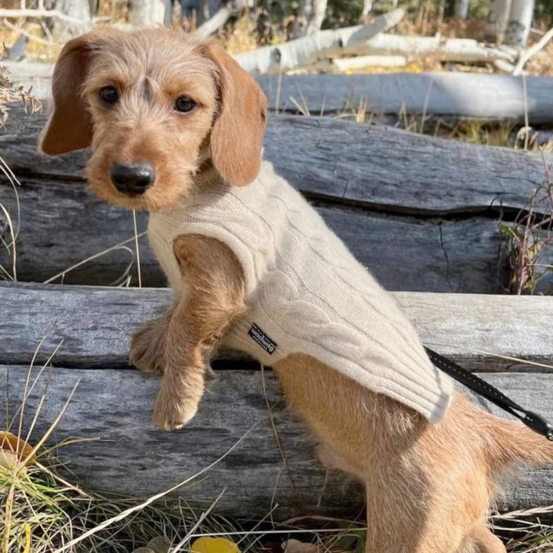 Aquascutum 犬柄 ピンク Aquascutum アクアスキュータム AQUASCUTUM 長傘 雨傘