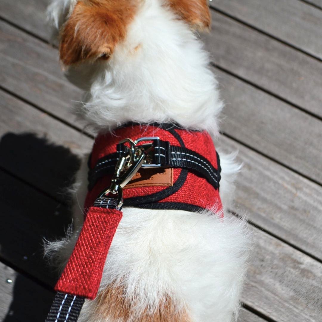 BBR] FUWA ハーネス プレミアムとお揃いのリード 3色 | モフモフ mof_mo