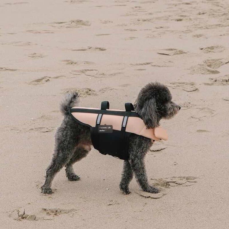 新品】ハーネス/ピンクMサイズ/max-bone/ラグジュアリーブランド max