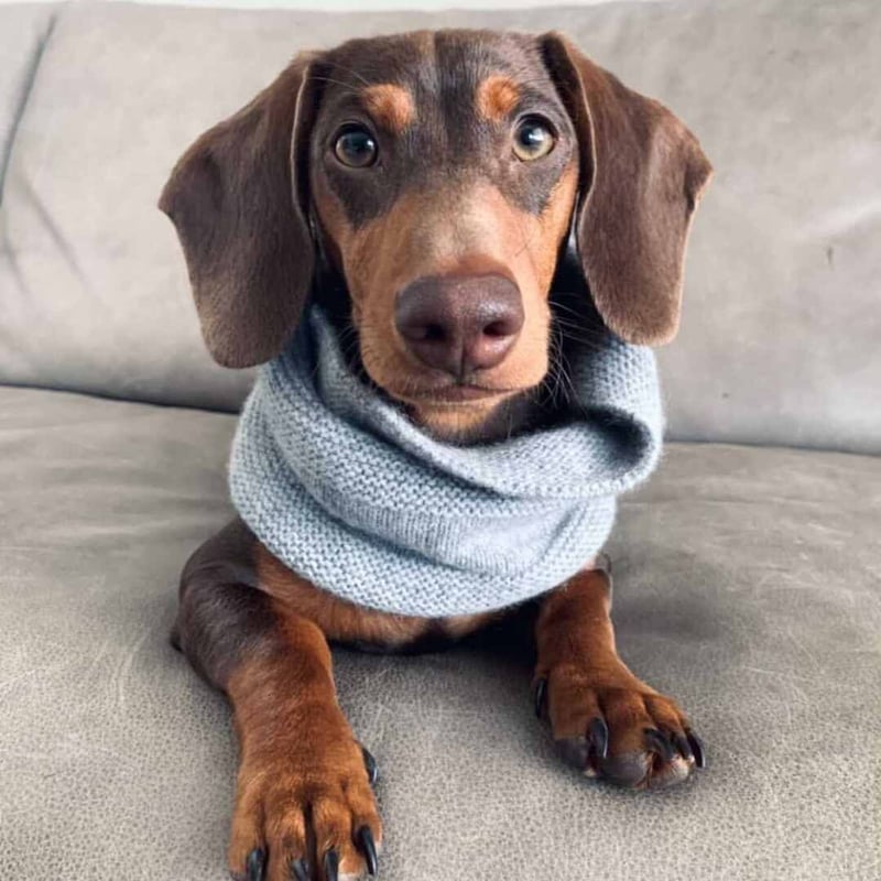 woolwag] カシミア スヌード 4色 | モフモフ mof_mof｜北欧