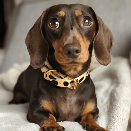 [Collar of Sweden] Leopard ワイド/スリム/ハーフチョーク