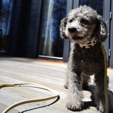 [Collar of Sweden] Leopard ワイド/スリム/ハーフチョーク