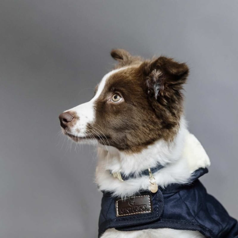 Kentucky ドッグコート Kentucky Dogwear] 防寒コート ブラック/ボルドー/ネイビー