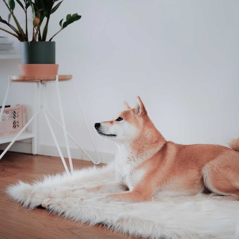 Labbvenn] エコファーブランケット (M) カプチーノ/グレー/ホワイト