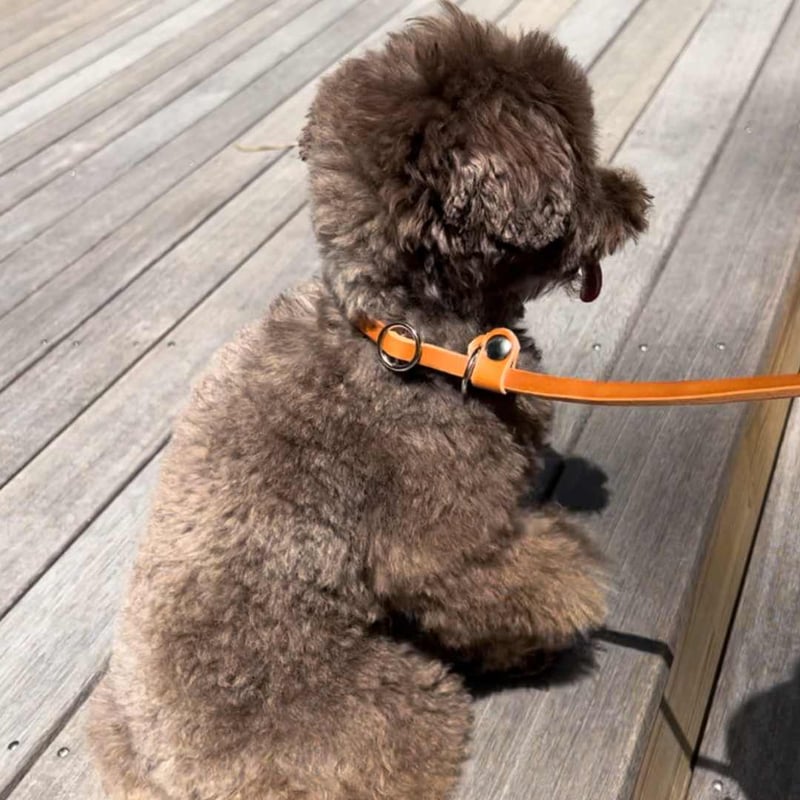 AXELLE] レザー製 首輪一体型リード 「小型犬用」 | モフモフ