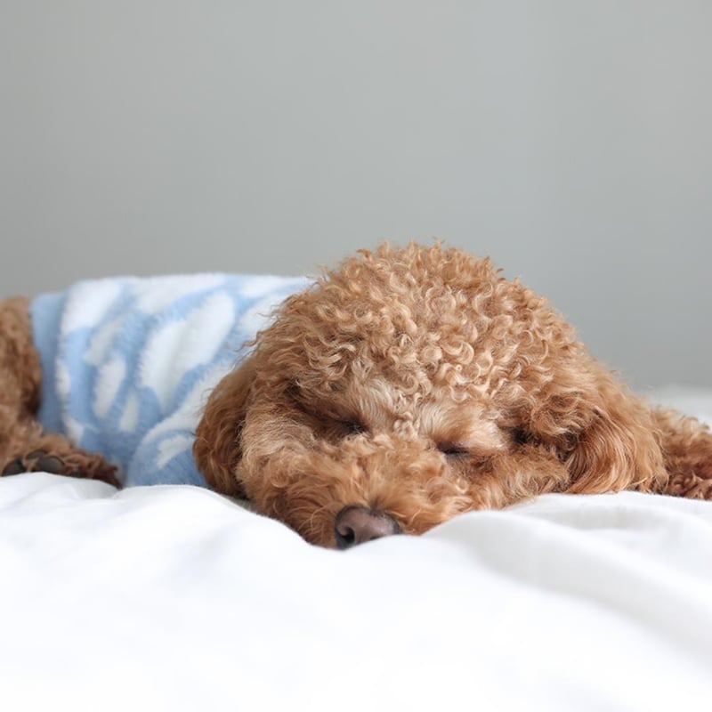 Pups & Bubs] ふわもこニット ブルー/ピンク | モフモフ mof_mof｜北