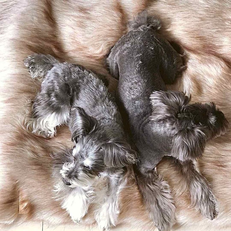 Labbvenn] エコファーブランケット (M) カプチーノ/グレー/ホワイト