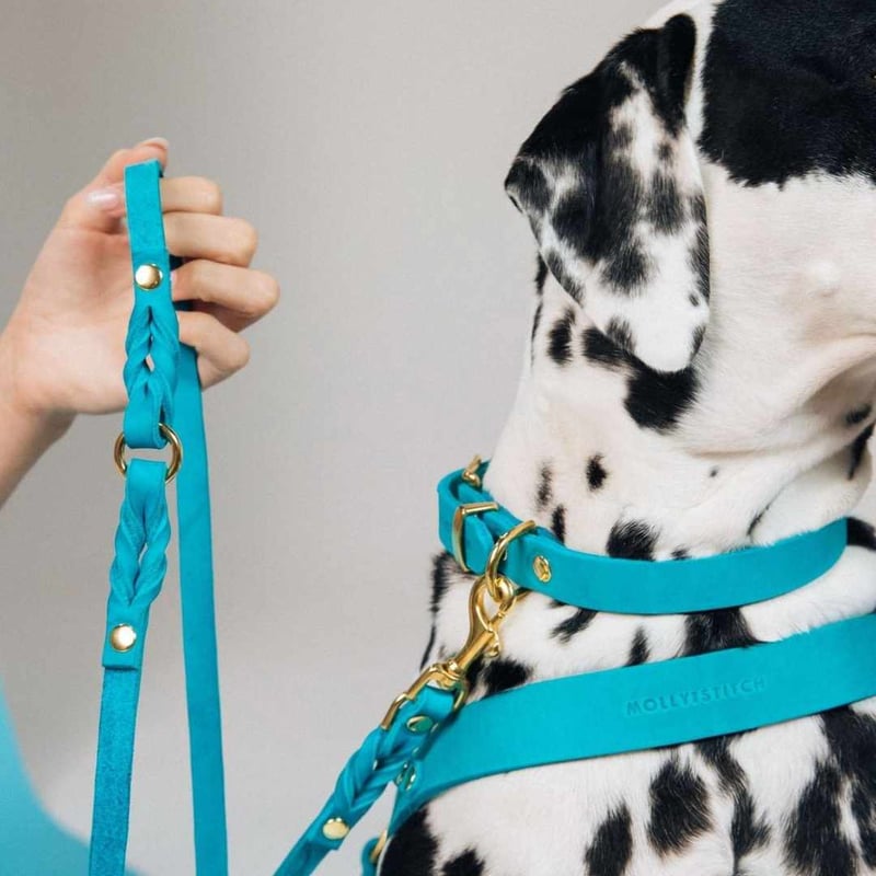Molly&Stitch] レザー首輪 フィジー XSからXL | モフモフ mof_mof