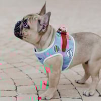 [BBR]  FUWA Harness デニム