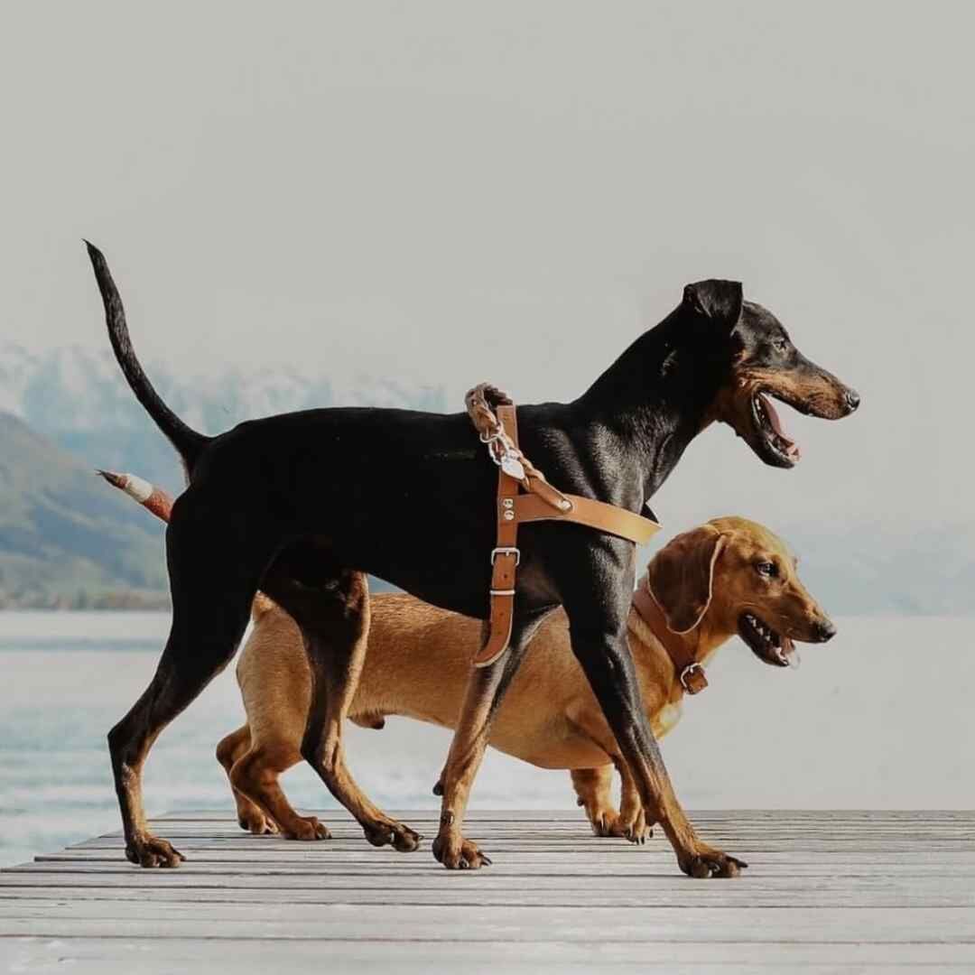 hunting pony　犬　ハーネス　キャメル hunting pony 犬 ハーネス キャメル