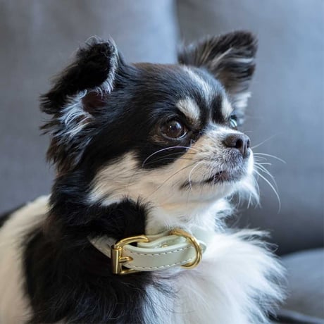 [Collar of Sweden] 首輪 ワイド ミント
