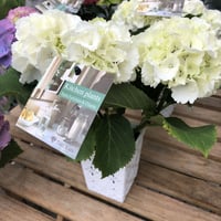 キッチンアジサイ：白花系3.5号白角鉢カバー入り