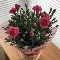 カーネーション鉢植え