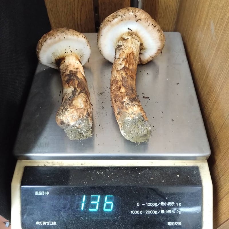 松茸】信州伊那谷 産地直送！マツタケ2本（136g）長野県上伊那産［自宅