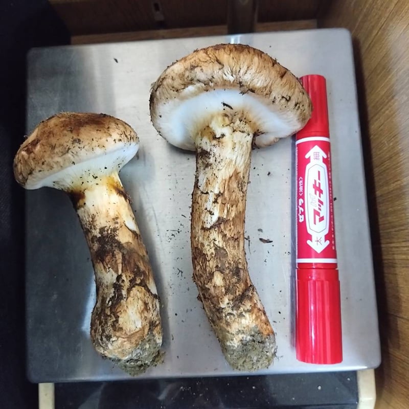 松茸】信州伊那谷 産地直送！マツタケ2本（136g）長野県上伊那産［自宅