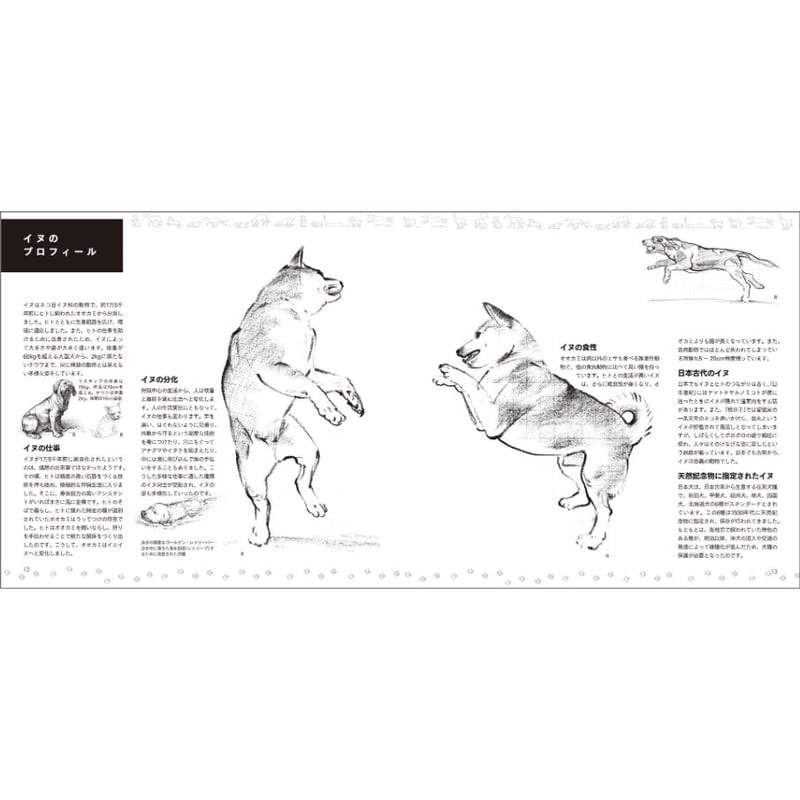 見てすぐ描ける 動物スケッチ | みみずくの本屋さん