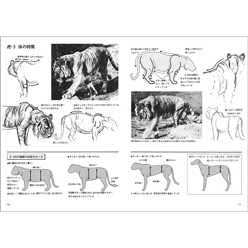 動物スケッチ2 大動物編 | みみずくの本屋さん
