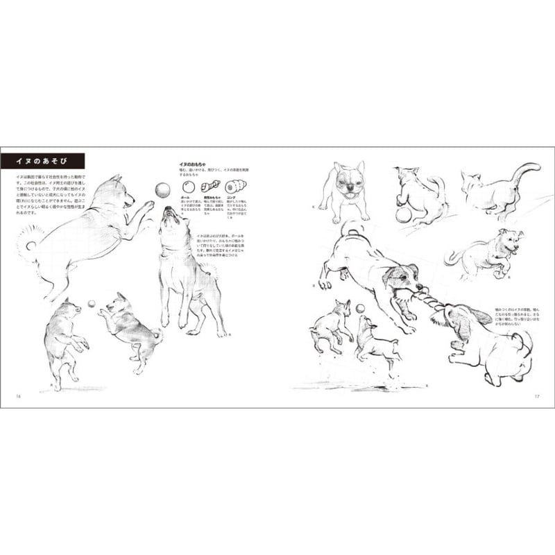 見てすぐ描ける 動物スケッチ | みみずくの本屋さん