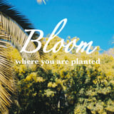 Bloom