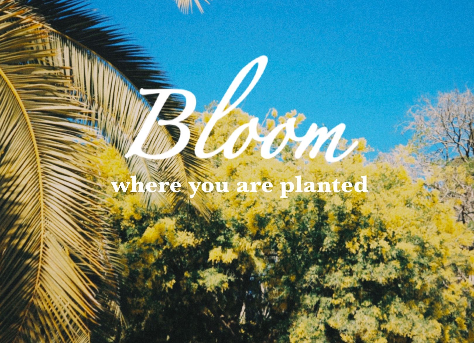 Bloom