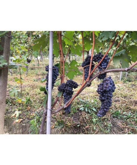 バルベーラ・ダルバ・スーペリオーレ・シーチャス 2016/  マリオ・コスタ　Barbera d'Alba Superiore S-CIASS / Mario Costa