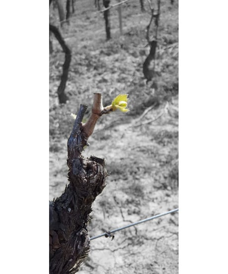 ヴェルメンティーノ・ディ・トスカーノ2018 / パレンティーニ　Vermentino di Toscano / Parentini