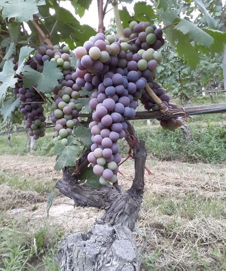 バローロ "ブルナーテ" 2013 / ボッジョーネ・クラウディオ　Barolo "Brunate" / Boggione Claudio