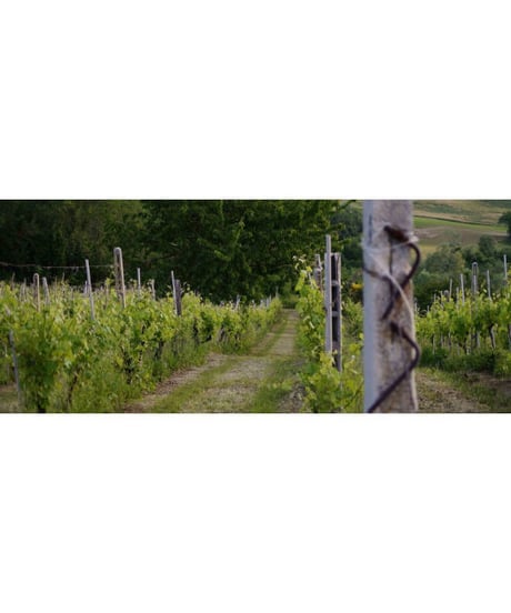 ヴェルディッキオ・デイ・カステッリ・ディ・イェージ ”アルシッチ” 2019 / ファットリア・ナンニ 　Verdicchio Dei Castelli Di Jesi "Arsicci"