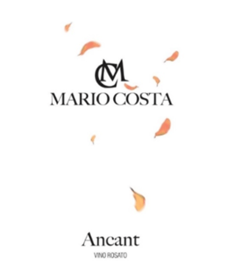 アンカント2019 / マリオ・コスタ  Ancant / Mario Costa