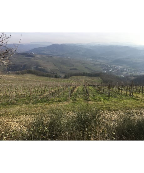 O.P. メトード・クラシコ・ロゼ ・ミッレジマート・ブリュット・モンテチェレジーノ2013　O.P. M.C rosè millesimato brut Montecérésino