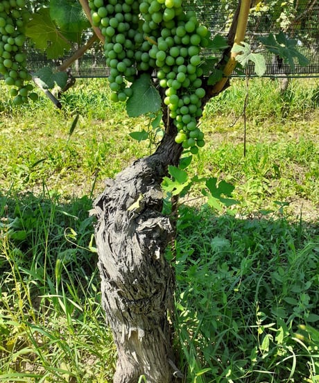 バローロ "ブルナーテ" 2013 / ボッジョーネ・クラウディオ　Barolo "Brunate" / Boggione Claudio