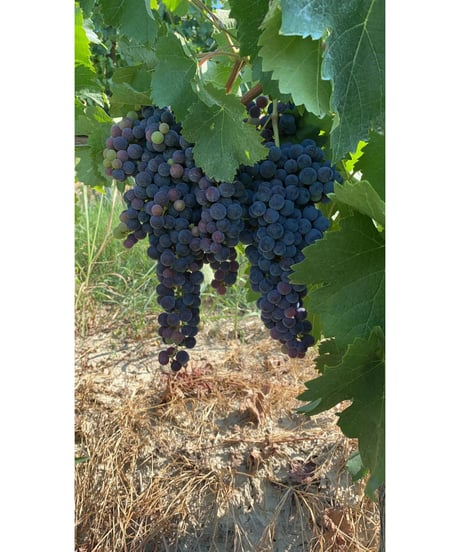 ランゲ・ネッビオーロ 2018/ マリオ・コスタ　Langhe Nebbiolo / Mario Costa