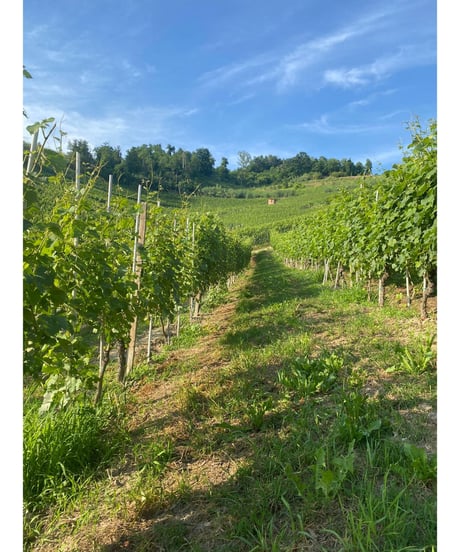 ランゲ・ネッビオーロ 2018/ マリオ・コスタ　Langhe Nebbiolo / Mario Costa