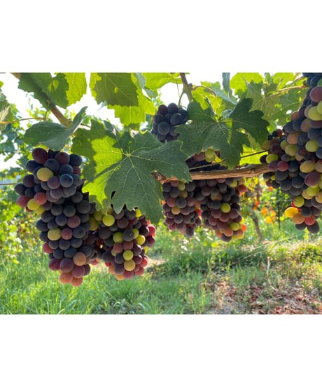 バルベーラ・ダルバ 2018/ マリオ・コスタ　Barbera d'Alba / Mario Costa