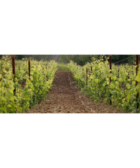 ヴェルディッキオ・デイ・カステッリ・ディ・イェージ ”アルシッチ” 2019 / ファットリア・ナンニ 　Verdicchio Dei Castelli Di Jesi "Arsicci"