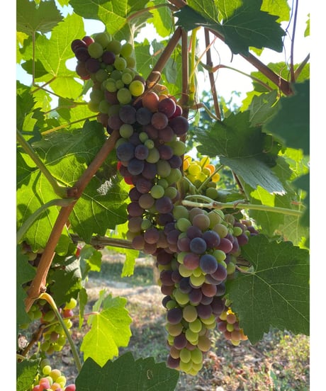 ランゲ・ネッビオーロ 2018/ マリオ・コスタ　Langhe Nebbiolo / Mario Costa