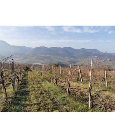 ヴェルディッキオ・デイ・カステッリ・ディ・イェージ ”アルシッチ” 2019 / ファットリア・ナンニ 　Verdicchio Dei Castelli Di Jesi "Arsicci"
