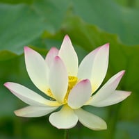 ダウンロード版 MP3 軽音質 | Plant music - ハスの植物体の音楽(自然音入り)Lotus with stream and wild birds in Nasu, Japan