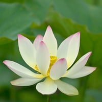 ダウンロード版 CD 高音質 | Plant music - ハスの植物体の音楽(自然音入り)Lotus with stream and wild birds in Nasu, Japan