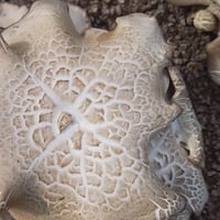 ダウンロード版 MP3 軽音質 | Plant music - 自生エリンギきのこ植物体の音楽 King oyster mushroom in Okinawa, Japan
