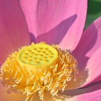 ダウンロード版 CD 高音質 | Plant music - ハスの植物体の音楽 Lotus in Nasu, Japan