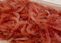 駿河湾産 生桜エビ(冷凍) 200g入り