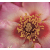 絵本「すべては神様が創られた」 文・奥田知志 絵・黒田征太郎 （委託