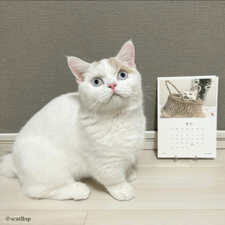 Neko Life 2023 Calendar｜monthly
