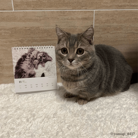 Neko Life 2023 Calendar｜weekly No.4